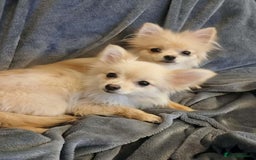Pomchi dogs for sale: 2 pomchi puppies left  - Advert 2
