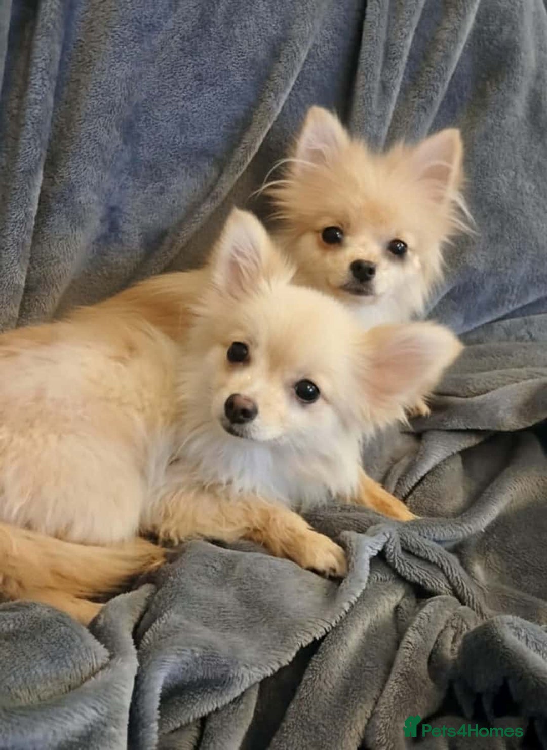 Pomchi dogs for sale: 2 pomchi puppies left  - Advert 2