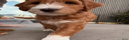 Goldendoodle dogs for stud: Tuxedo Australian Double Doodle - Advert 27
