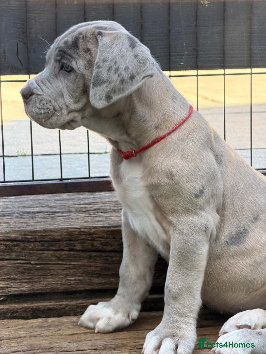 Mixed Breed dogs for sale: Neapolitan mastiff - Advert 29