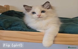 Ragdoll cats for sale: International award winning cattery - 6 kittens - Image 17