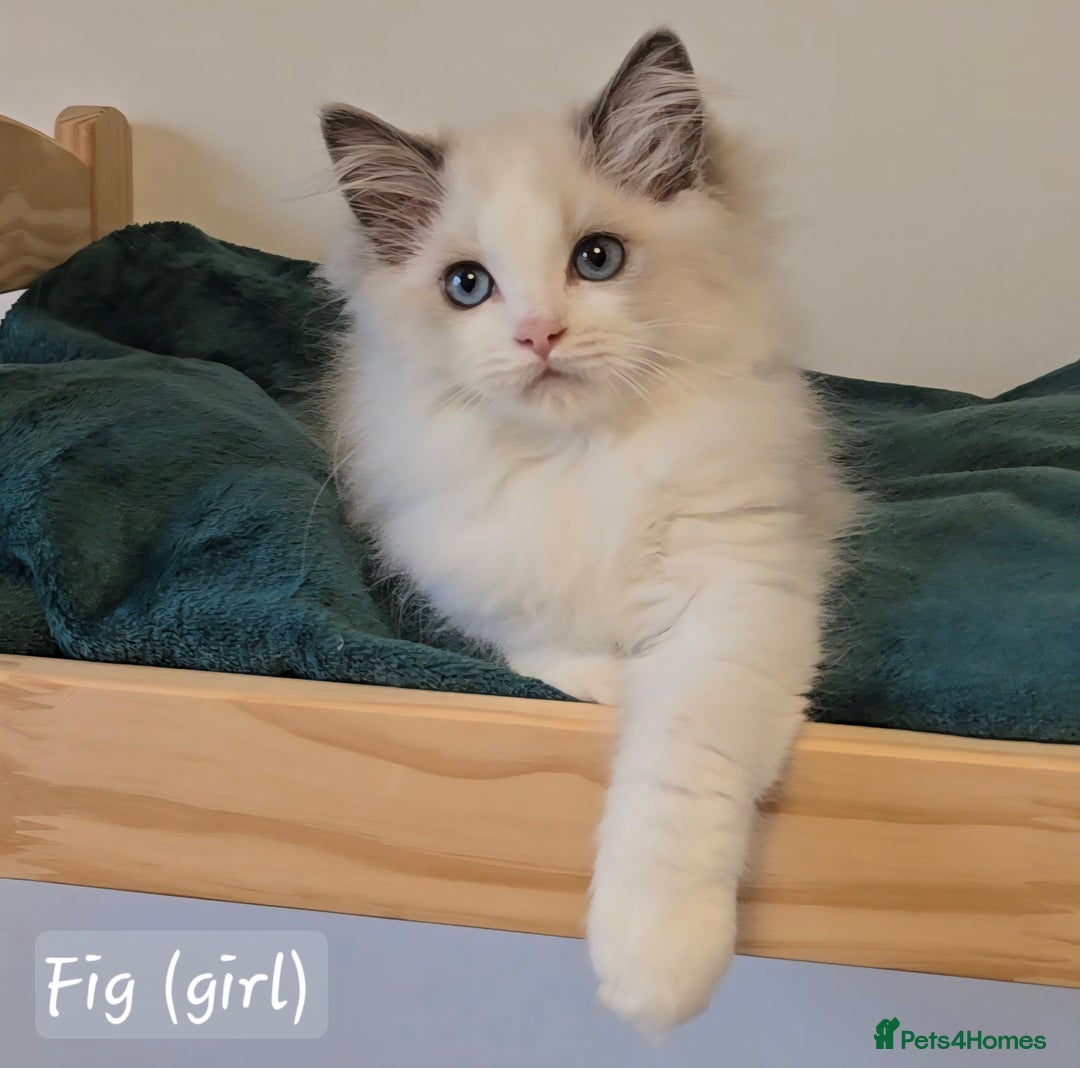 Ragdoll cats for sale: International award winning cattery - 6 kittens - Image 17