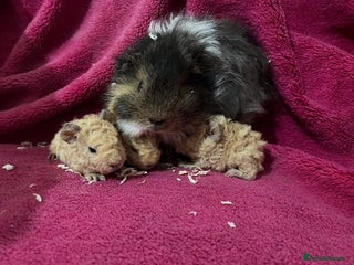 Guinea Pig rodents Lunkarya sow pair Guinea Pigs - Advert 1