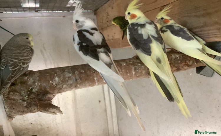 Cockatiels birds - Advert 4