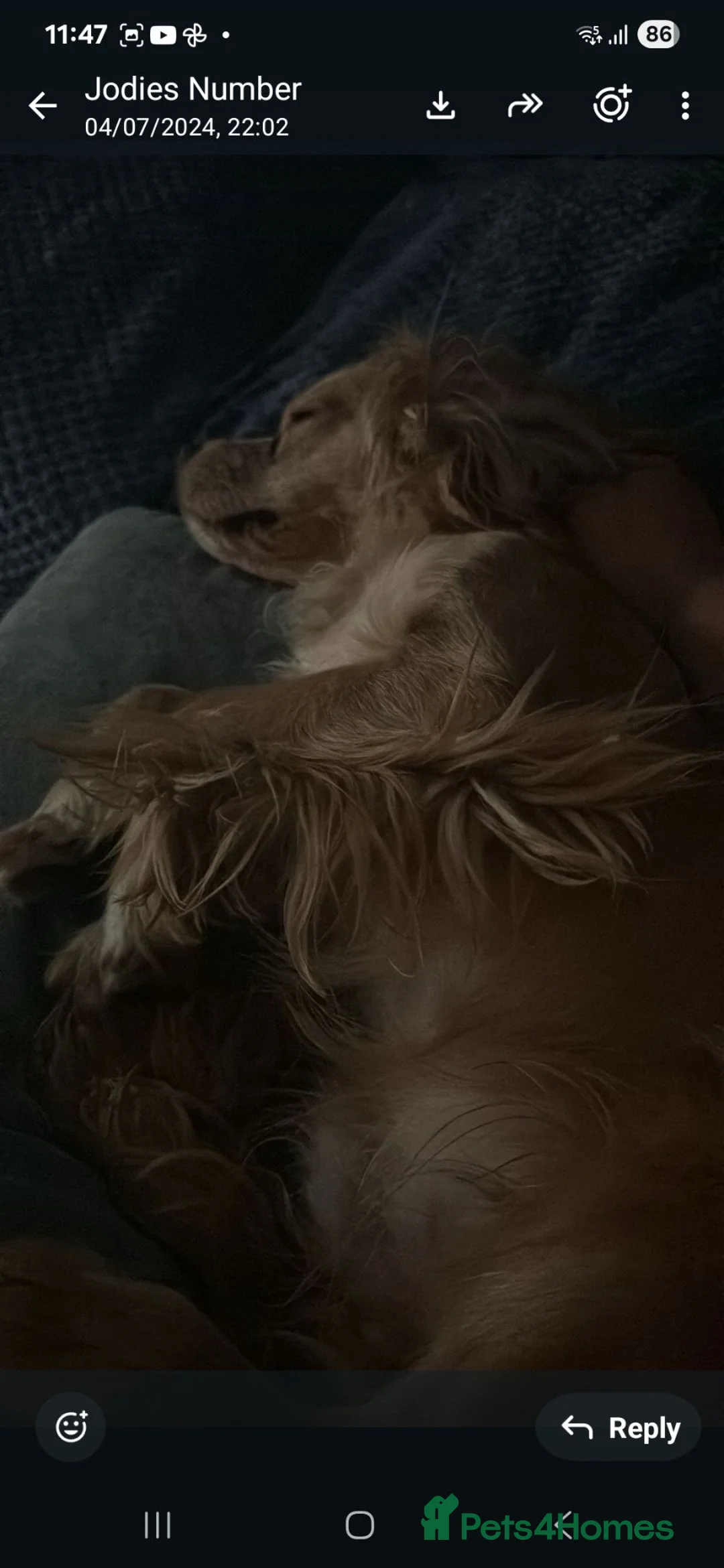 Cockalier dogs for sale: Male Cocker Spaniel  in Walsall - Advert 2