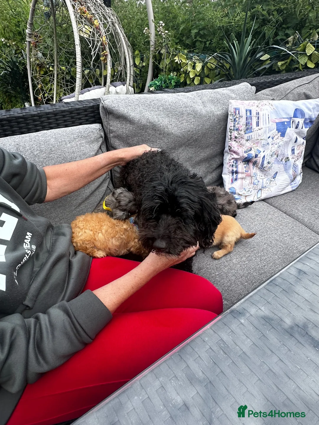 Cockapoo dogs for sale: Stunning Cockapoo puppies  - Advert 30