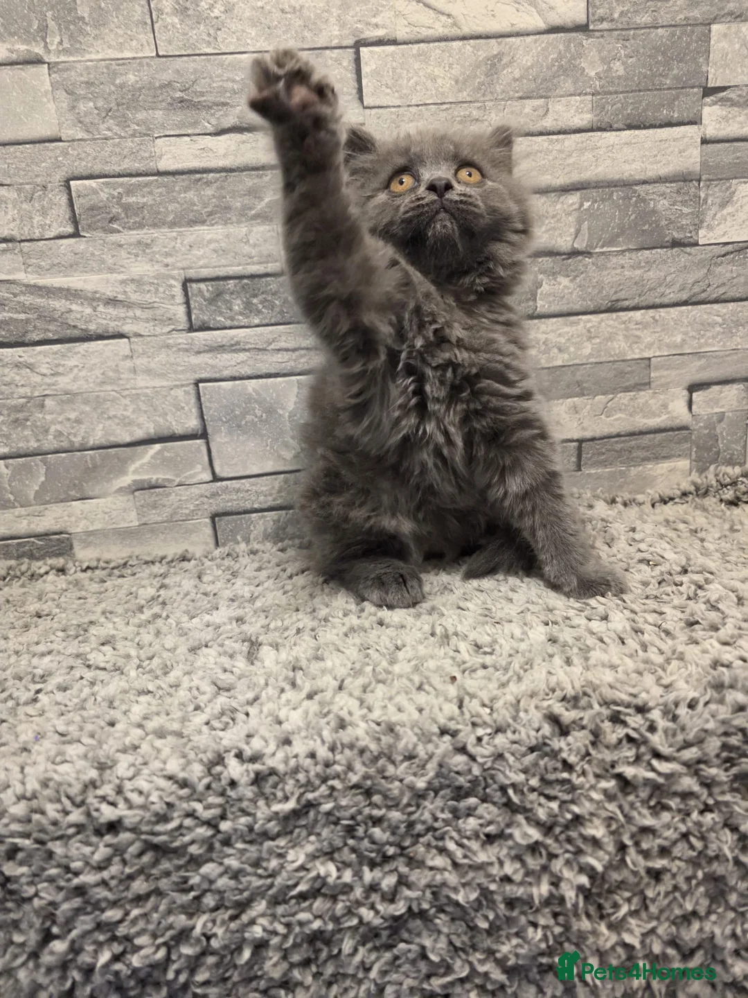 British Shorthair cats for sale: Beautiful British shorthair kittens - Advert 2