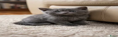 British Longhair Kitten 6