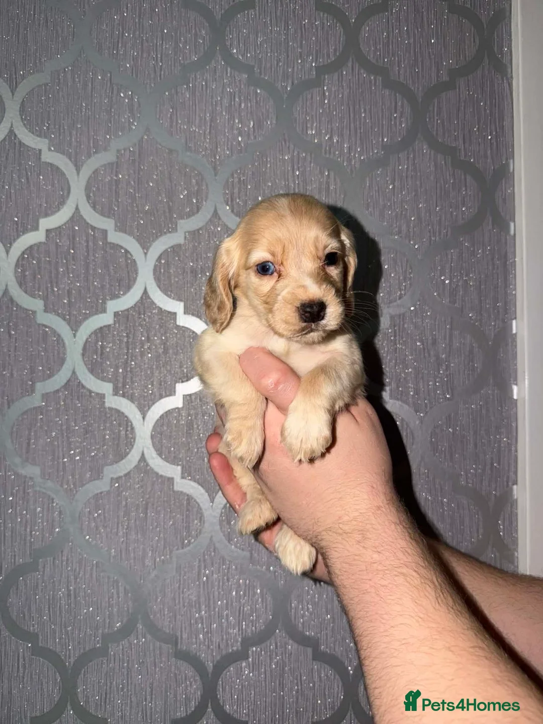 Cocker Spaniel dogs for sale: Beautiful cocker spaniel puppy’s for sale  - Advert 14