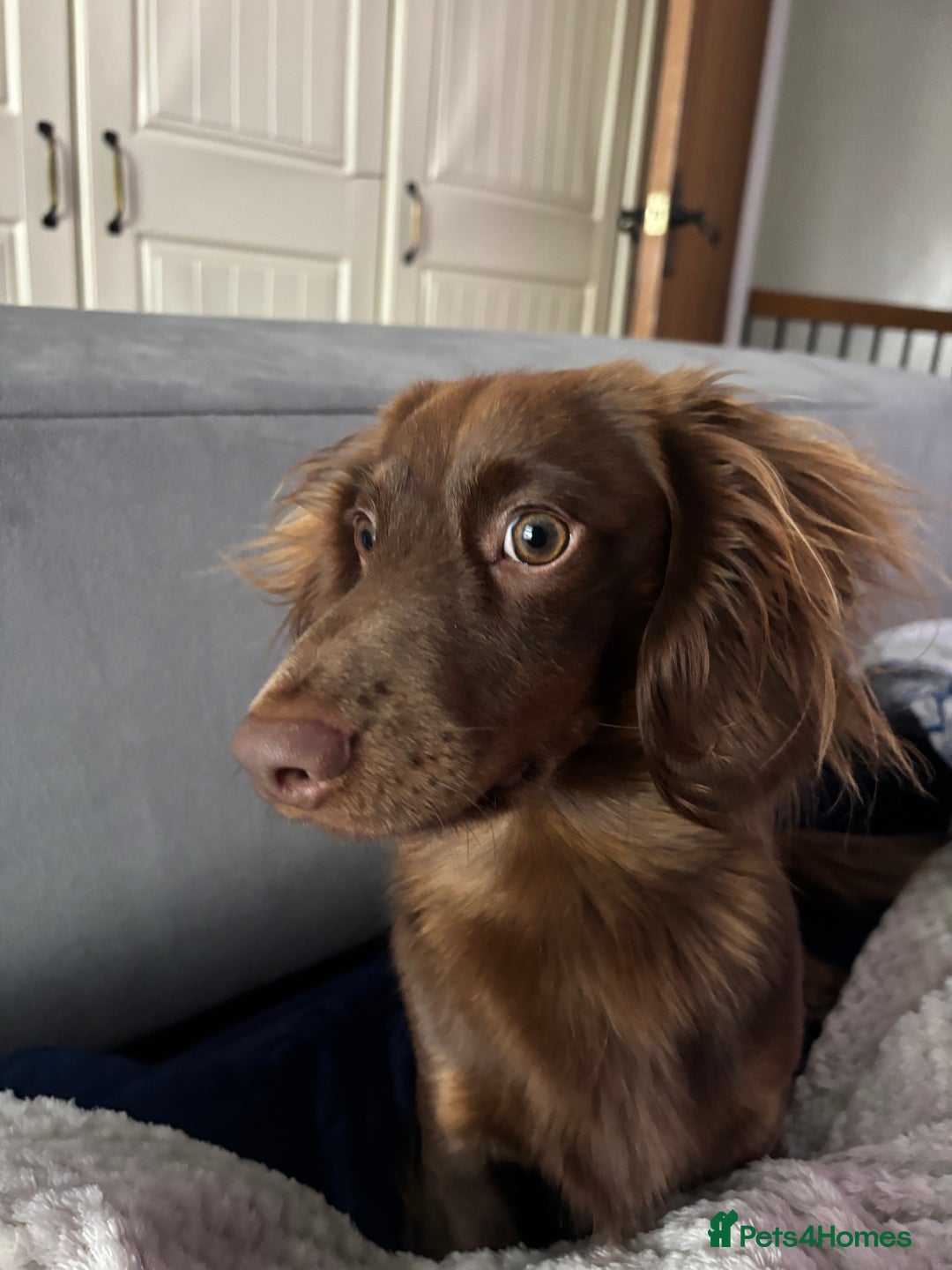 Miniature Dachshund dogs for stud: Long haired miniature dachshund stud - Advert 6