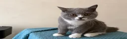 British Shorthair cats for sale: Gorgeous GCCF British Shorthair Kittens ❤️ Ready  - Advert 2