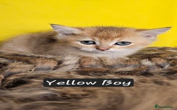 British Shorthair cats for sale: BSH GOLDEN KITTENS - Advert 38