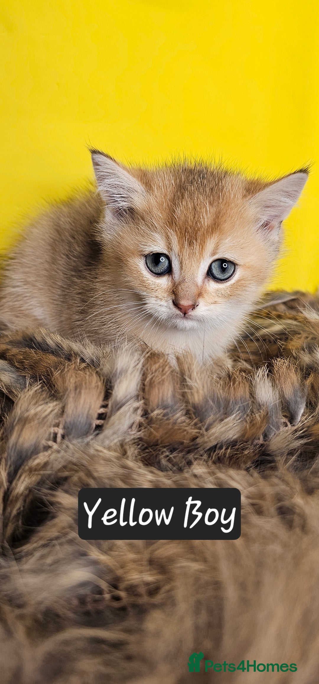 British Shorthair cats for sale: BSH GOLDEN KITTENS - Advert 38