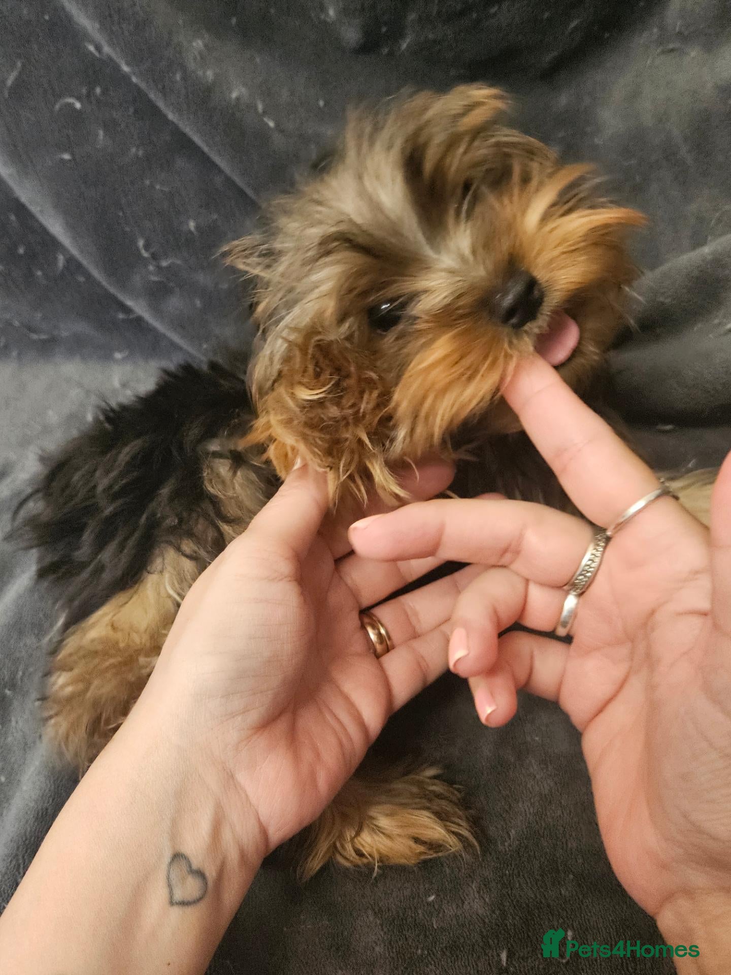Yorkshire Terrier dogs 🩵 Toy boy 🩵 - Advert 2