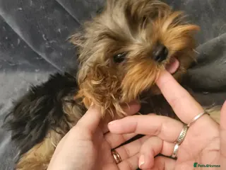 Yorkshire Terrier dogs 🩵 Toy boy 🩵 - Advert 2