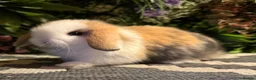 Mini Lop rabbits for sale: Mini lops 6 girls available to reserve  - Advert 2