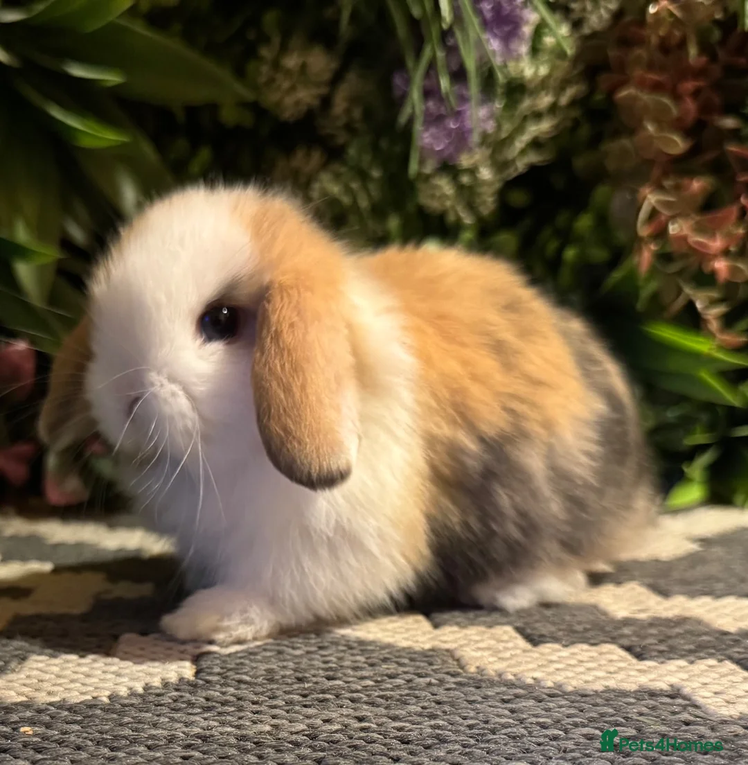 Mini Lop rabbits for sale: Mini lops 6 girls available to reserve  - Advert 2