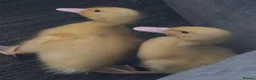 Ducks poultry for sale: Baby ducklings  - Advert 1