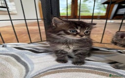 Mixed Breed cats for sale: Tabby Kittens - Image 6