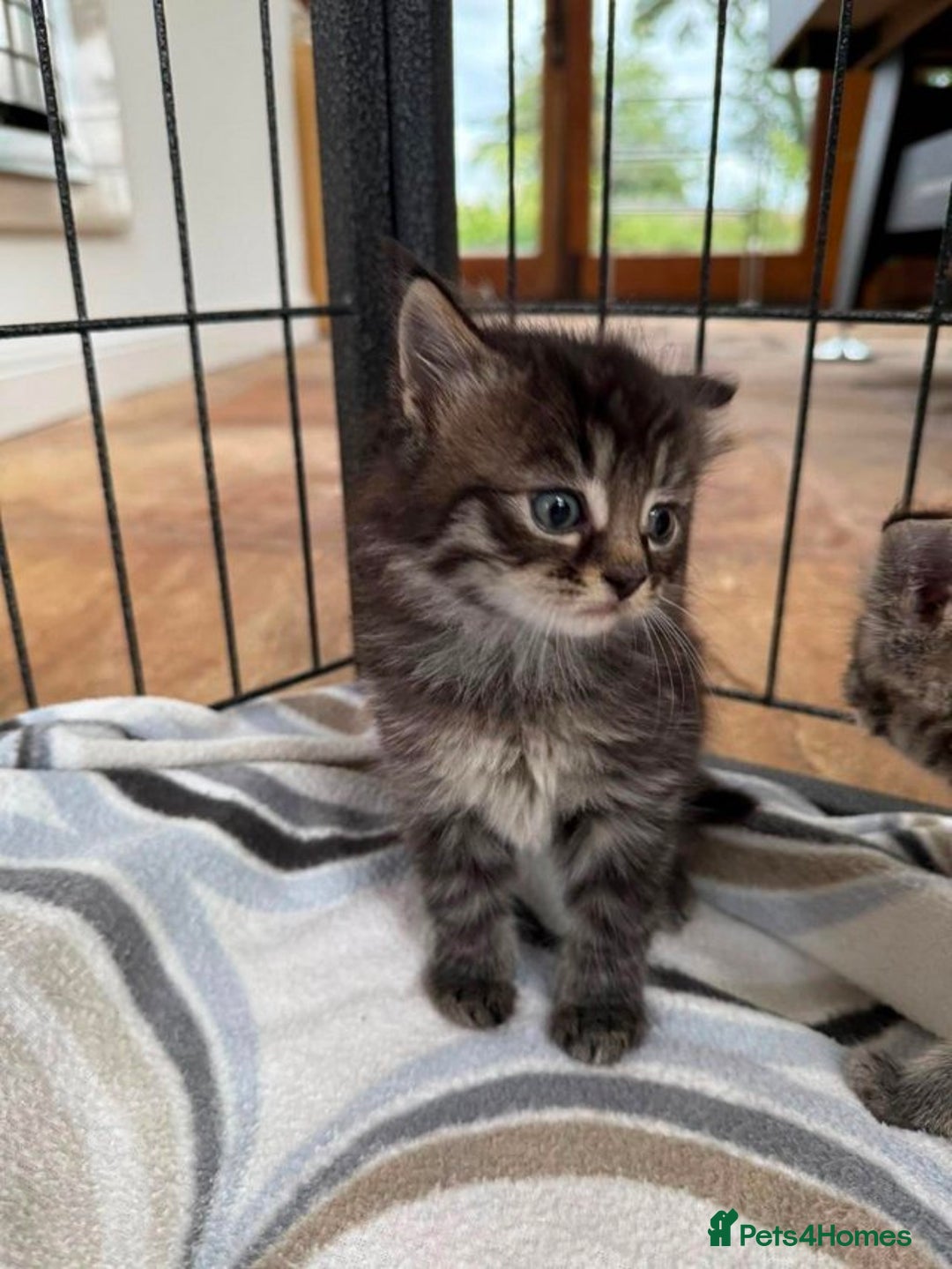Mixed Breed cats for sale: Tabby Kittens - Image 6