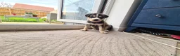 Mixed Breed dogs for sale: Husky x Staffy/Mastiff  - Advert 13