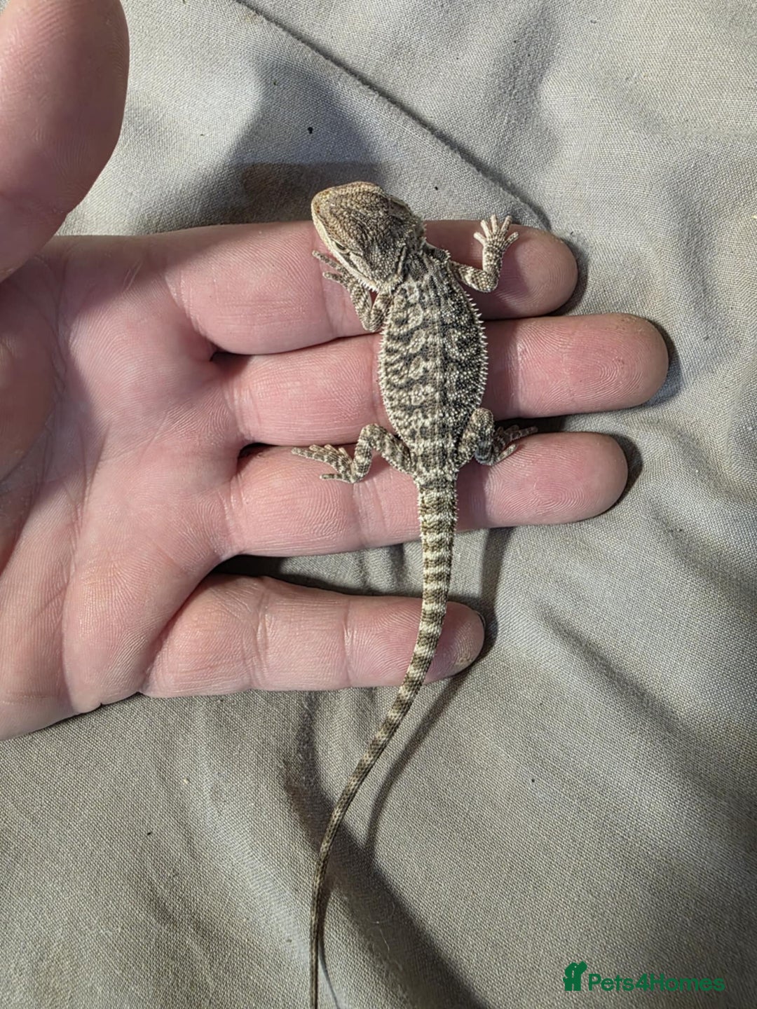 Bearded Dragon reptiles for sale: Baby bearded dragons for sale £80 each  - Advert 2