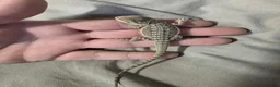 Bearded Dragon reptiles for sale: Baby bearded dragons for sale £80 each  - Advert 2