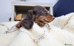 Miniature Dachshund dogs for sale: PEDIGREE MINIATURE LONGHAIRED DACHSHUNDS  - Image 22