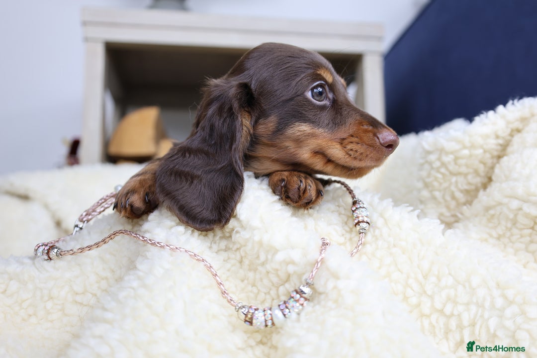 Miniature Dachshund dogs for sale: PEDIGREE MINIATURE LONGHAIRED DACHSHUNDS  - Image 22