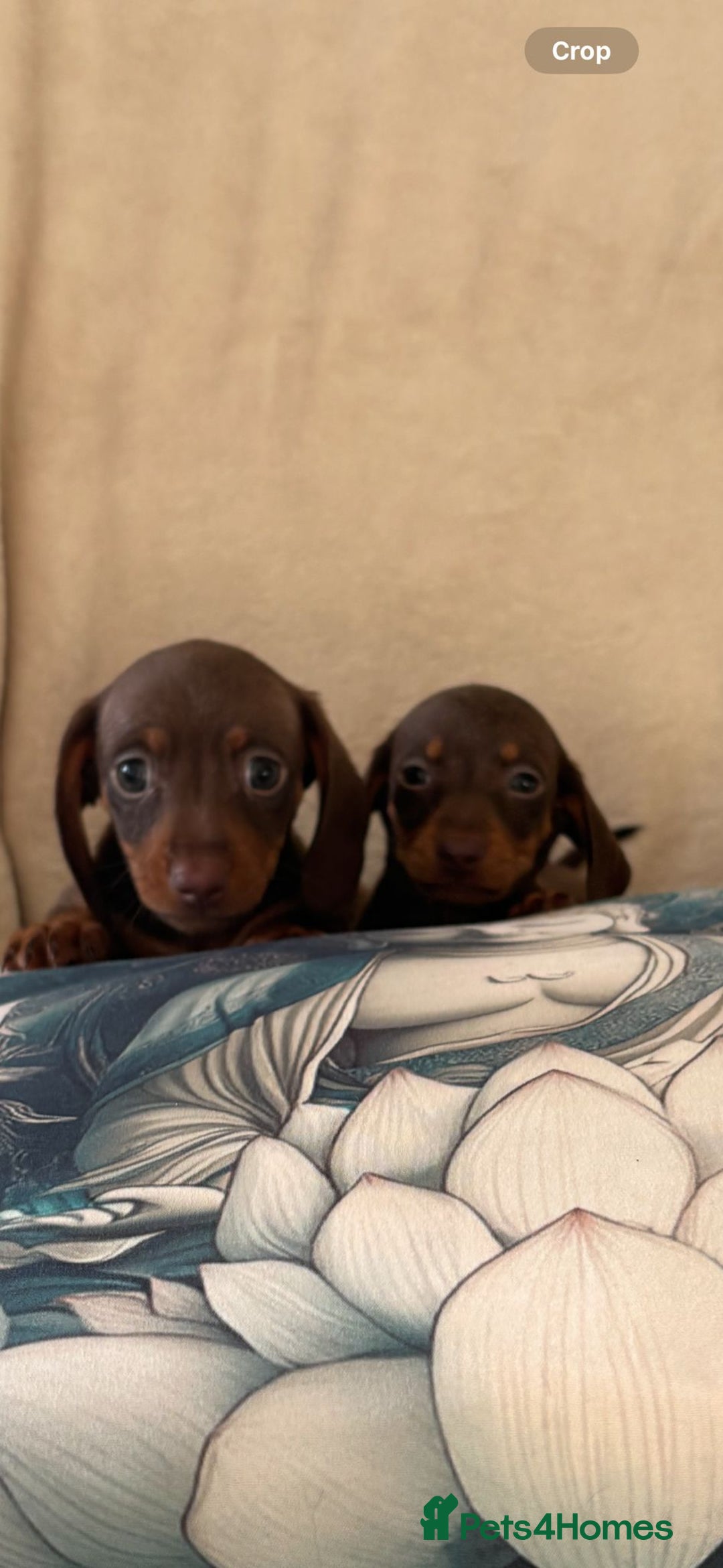 Miniature Dachshund dogs for sale: 5 Gorgeous chocolate and tan miniature dachshunds - Image 4