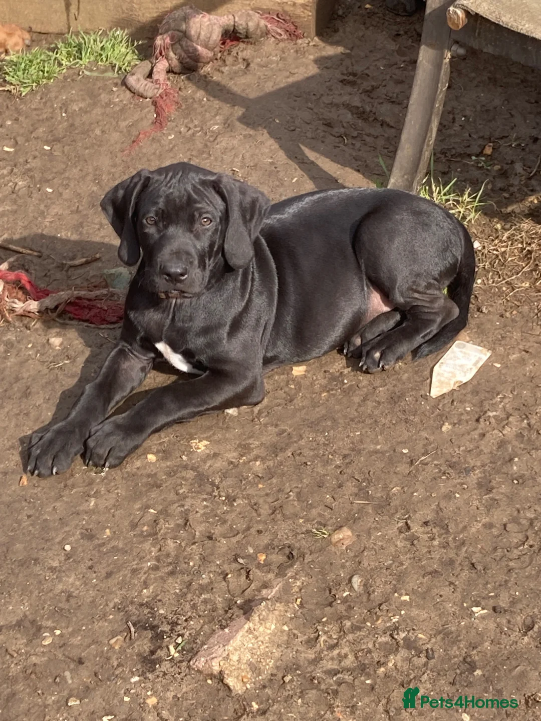 Mixed Breed dogs for sale: Stunning litter of Rhodesian Ridgeback x  puppies  - Advert 2