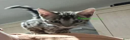 Bengal cats for sale: Snow mink bengals - ready now - Advert 24