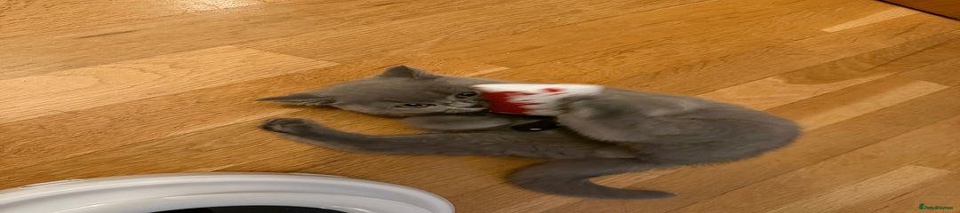 British Shorthair Kitten 