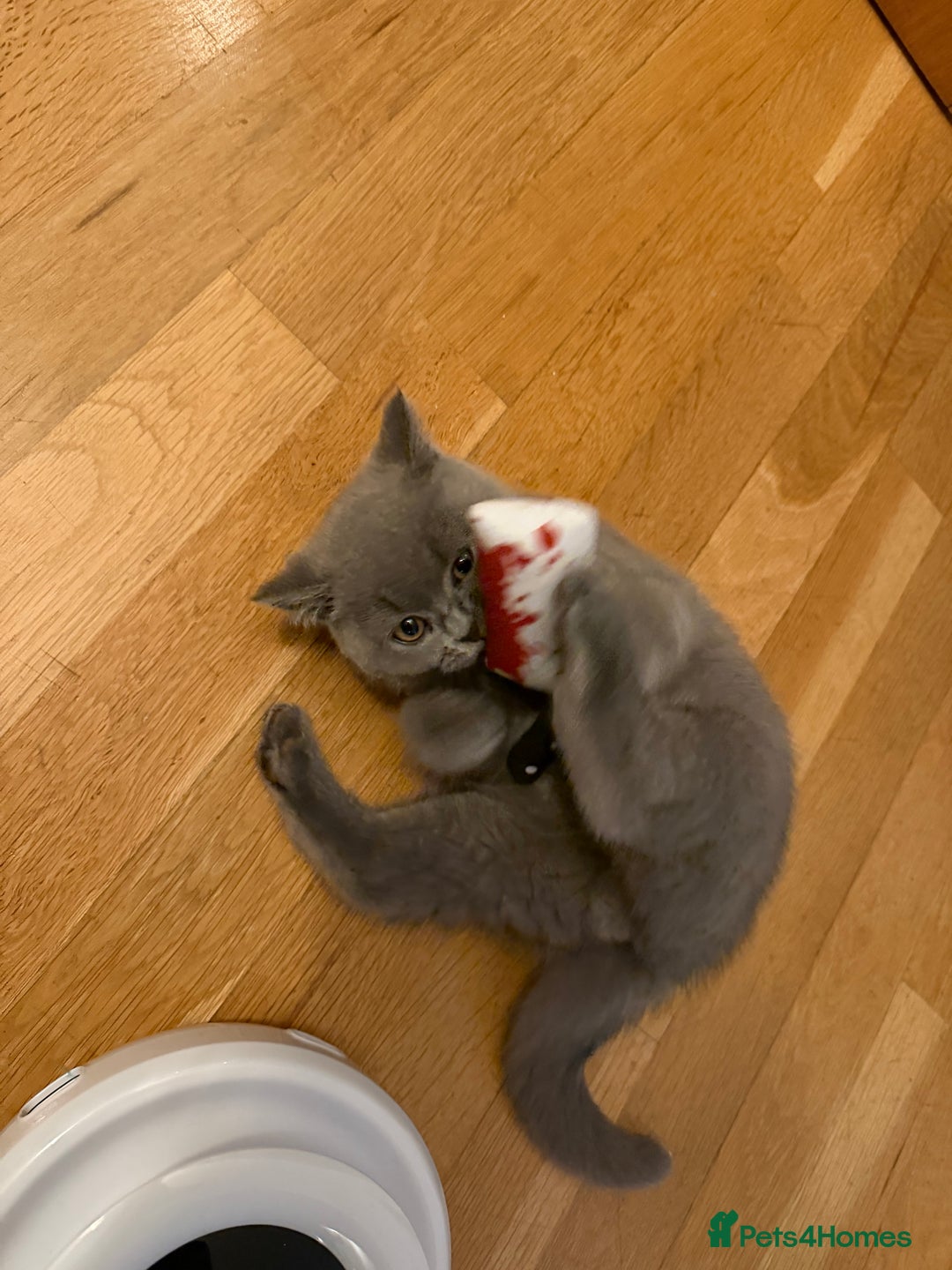 British Shorthair cats for sale: British shorthair kitten for sale  - Advert 3