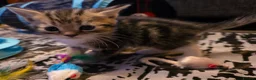 Persian cats for sale: Snuggly babies, chinchilla persian x  in Plymouth - Advert 32