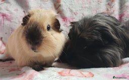 Guinea Pig rodents for sale: Beautiful black cornet and californian boys ready  - Image 3