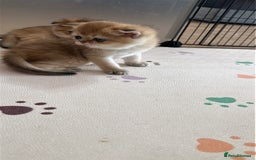 Scottish Fold cats for sale: 🐾Golden Teddy Bears – Ready for Reservation - Image 7
