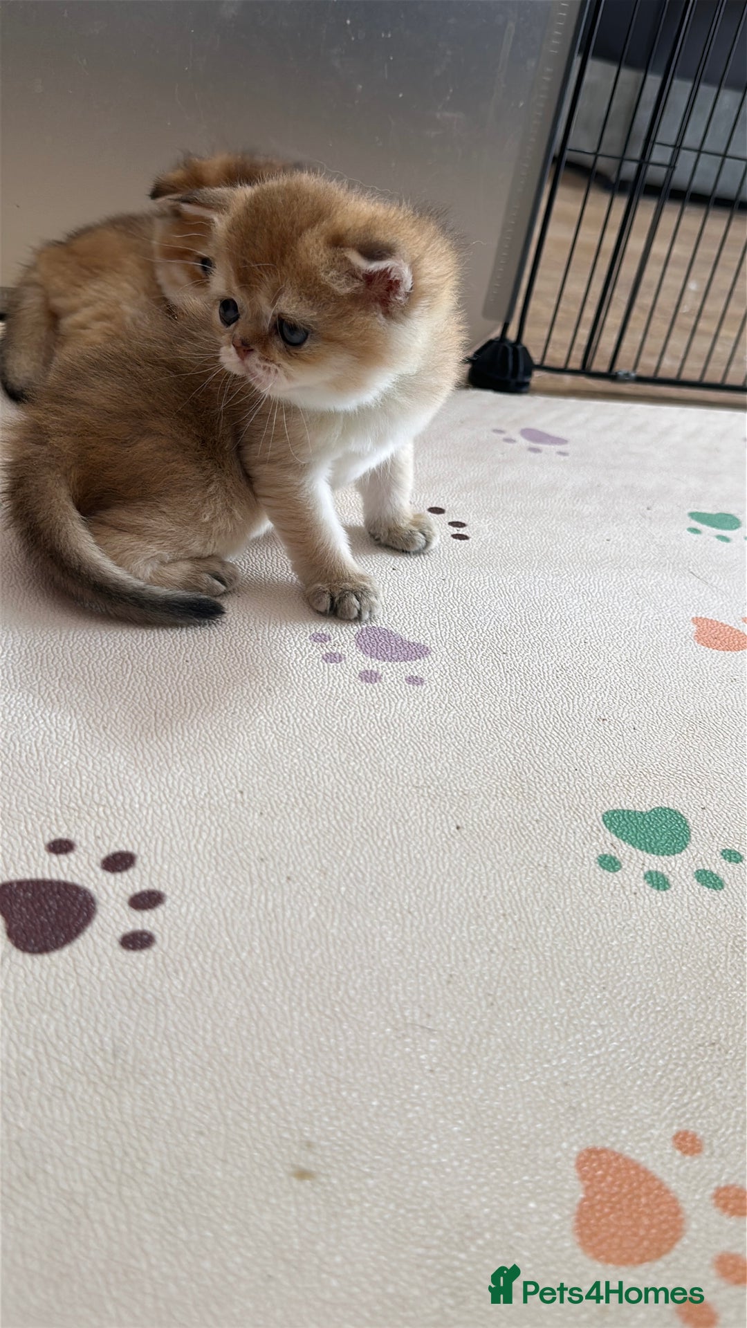 Scottish Fold cats for sale: 🐾Golden Teddy Bears – Ready for Reservation - Image 7
