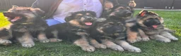 German Shepherd dogs for sale: 5 boy German shepherd puppies  - Advert 25