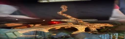 Boa Snake reptiles for sale: Boa constrictor - Advert 3