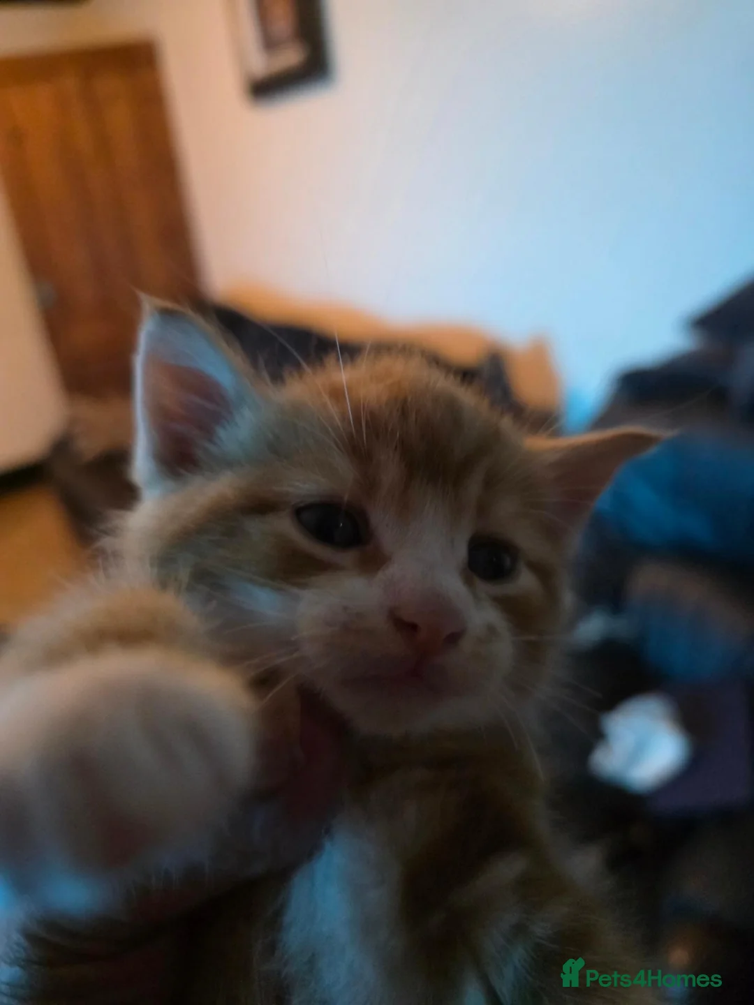 Mixed Breed cats for sale: Maine Coon cross Ragdoll  - Advert 2