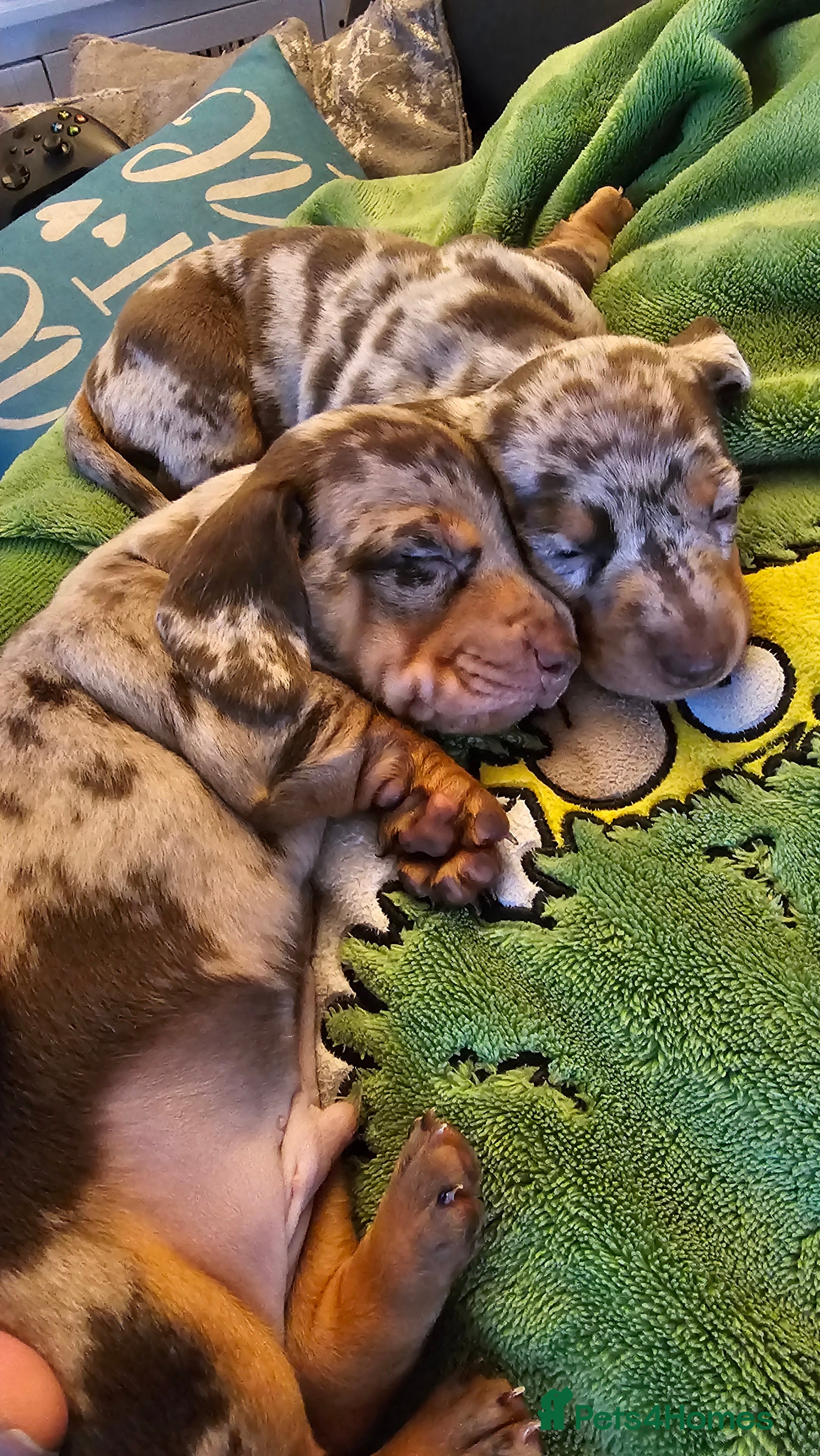 Miniature Dachshund dogs Two Beautiful Boys - Advert 12