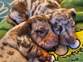 Miniature Dachshund dogs Two Beautiful Boys - Advert 12