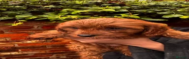 Cavapoo 6