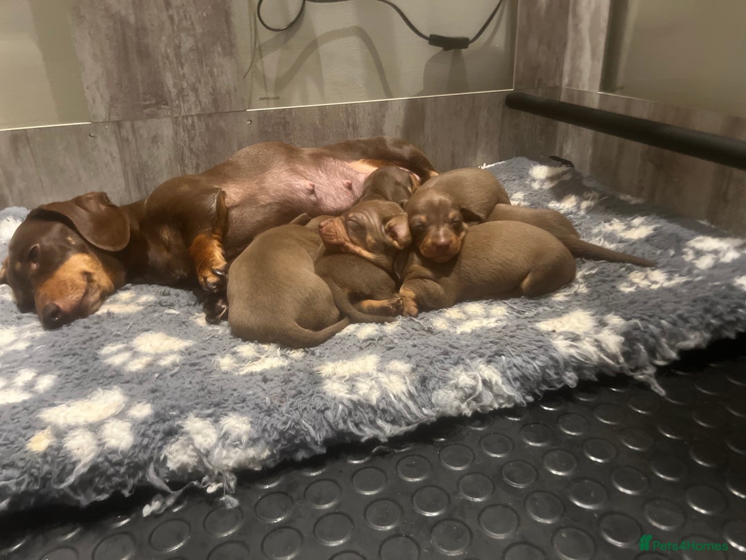 Miniature Dachshund dogs for sale: Stunning miniature Dachshunds PRA clear KC reg - Image 4