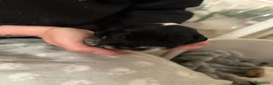 Puppy 1