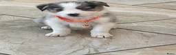 Australian Shepherd dogs for sale: Boys and girls available  - Advert 16