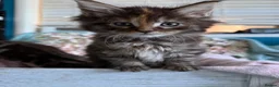 Maine Coon cats for sale: Maine Coon Cross Kittens  - Advert 11