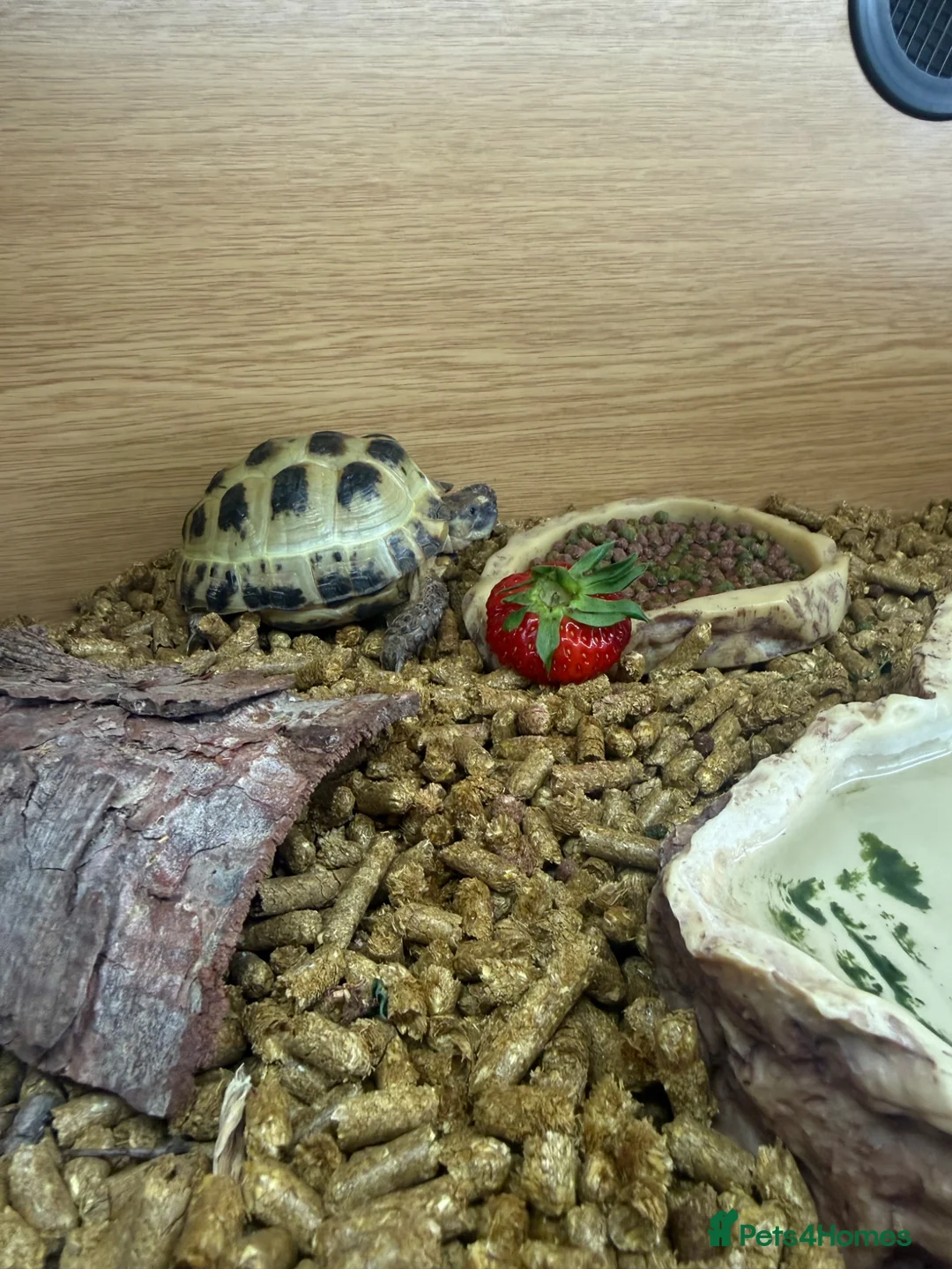 Tortoise reptiles for sale: Horsefield Tortoise - Advert 2