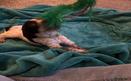 Cocker Spaniel dogs for sale: Georgous blue roan cocker spaniels - Image 26